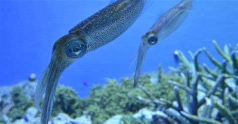 Squid And Octopus Populations Are Booming Around The World Laist