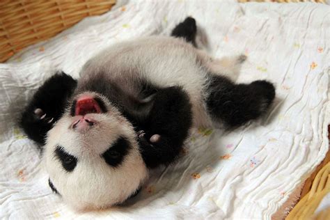 10 Newly Born Baby Pandas Make Their Public Debut