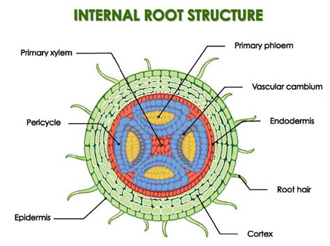 Anatomy Of The Root Of Both Dicot And Monocot Plants