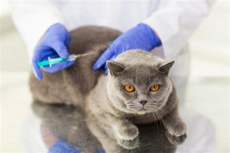 Cat Scratch Disease Or Bartonella In Cats Symptoms And Treatment