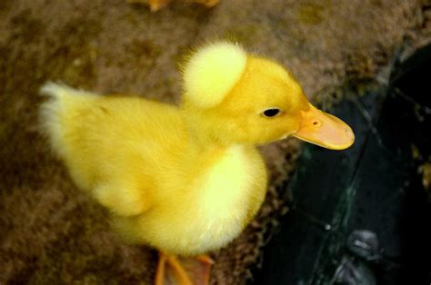Duckling Free Stock Photo Public Domain Pictures