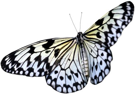 Butterfly Transparent Pictures Free Icons And Backgrounds Png 3 Clipartix
