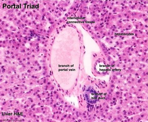 Anat2241 Liver Gallbladder And Pancreas Embryology Histology