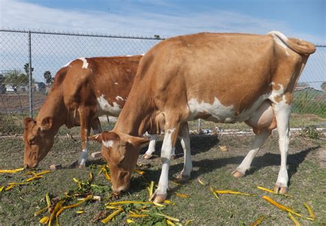 Guernsey Cattle The Livestock Conservancy