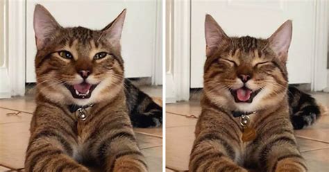 Photos Of Laughing Cat Went Viral And Became A Dad Joke Meme Sensation 10 Pics Small Joys