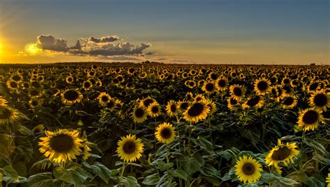 If you're looking for the best sunflower backgrounds then wallpapertag is the place to be. Free download sunset field sunflowers sunflower wallpaper background 3638x2071 for your ...