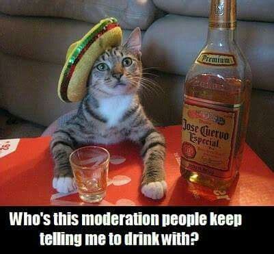 Tequila memes for national tequila day : Pin by Cat D on Cats & Kittens | National tequila day, Tequila day, Funny animal pictures