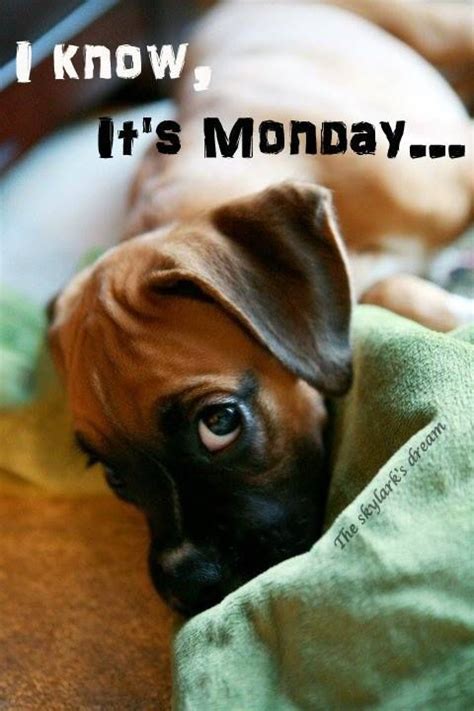 I Know Its Monday Pictures Photos And Images For