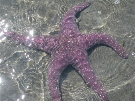 Purple Sea Star Double Down Flickr
