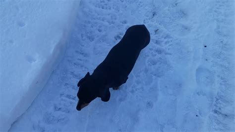 Dachshund With Toy Running In The Snow Hoodoo Wallpaper