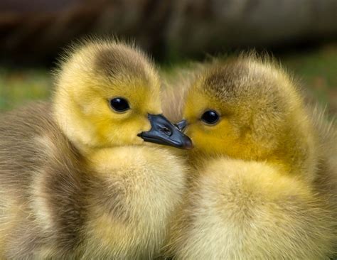 Free Images Farm Cute Wildlife Young Fluffy Beak Small