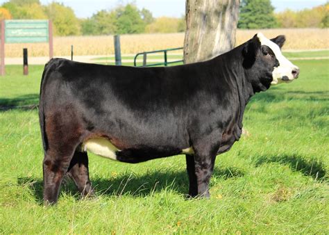 Mueller Farms Cattle For Sale