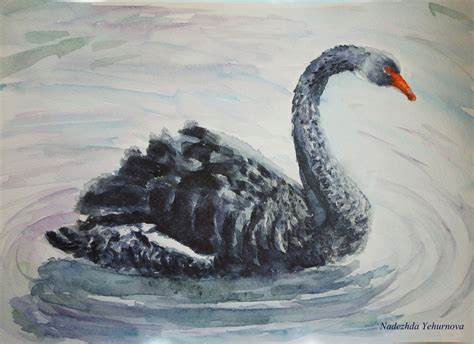 A Black Swan Watercolor Painting Flickrprjhod7