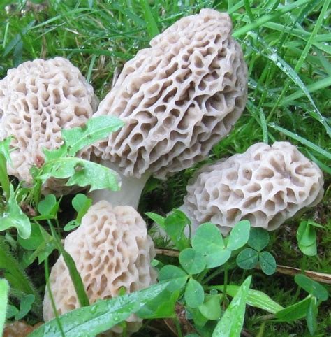 Morel Mushrooms How To Find And Identify Morels
