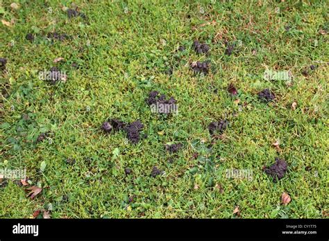Worm Casts On Lawn England Stock Photo Alamy