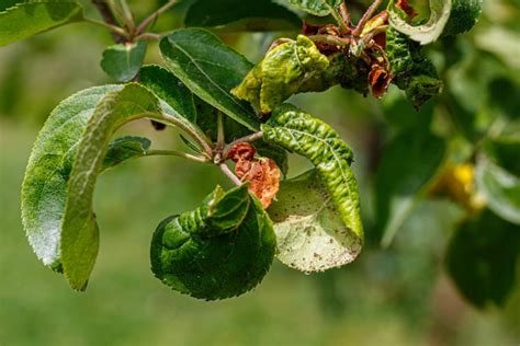 Apple Tree Diseases And Common Pests Plantura