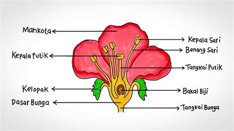 Fungsi Tangkai Putik pada Bunga Beserta Struktur-strukturnya!