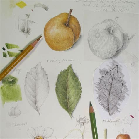 Teaching Botanical Illustration How And Why I Began Draw Botanical Llc