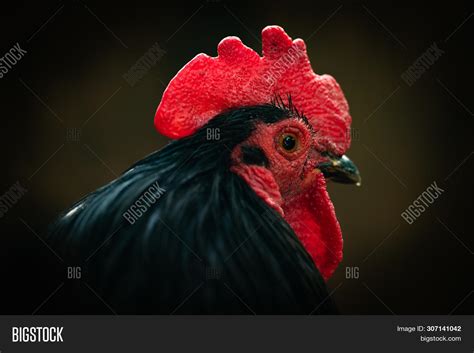 Black Cock Close Image And Photo Free Trial Bigstock