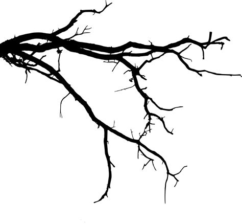 Tree Limb Silhouette