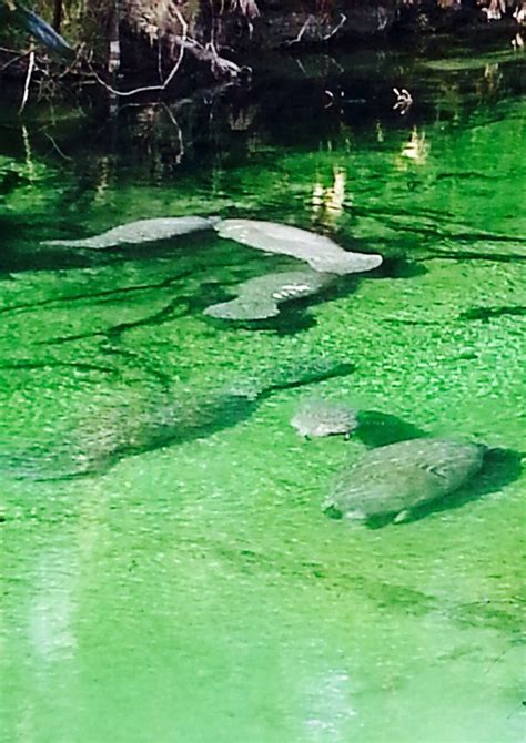 There Were About 100 Manatees Here This Day At The Blue Spring State