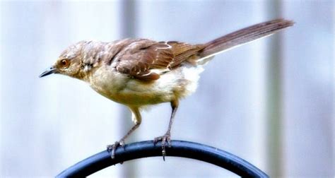 Mockingbird State Bird Of Arkansas Poetic Imagerydebbie Sikes