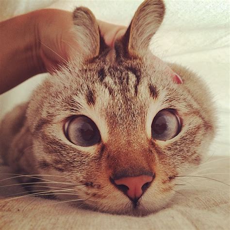 45 Cats With Googly Eyes Prove You Dont Have To Be Purrfect To Be