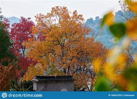 The Autumn Colorful Trees And Houses Stock Image Image Of Forests
