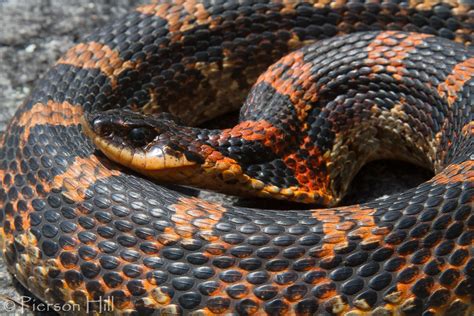 Eastern Hognose Snake Heterodon Platirhinos This Large A Flickr