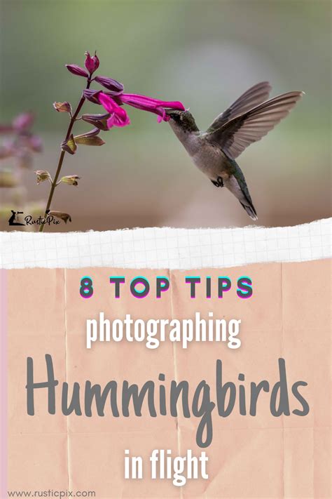 So How Can You Photograph Hummingbirds In Flight First Of All You