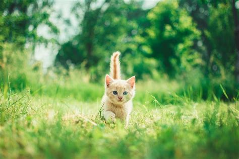 Pictures and videos of tiny orange kittens only please. 100+ Kitten Images | Download Free Images on Unsplash