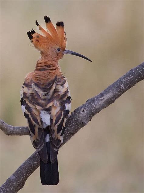 The Male African Hoopoe Is A Richer Cinnamon Colour Above The Browns