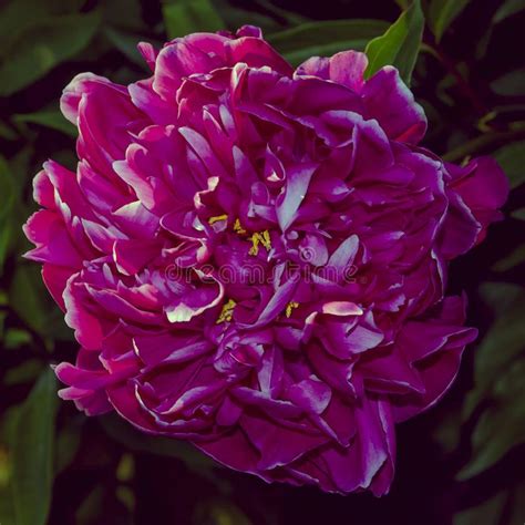 Beautiful Pink Peony Flower Close Up Stock Image Image Of Macro