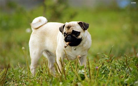 Pug Puppies Wallpapers Wallpaper Cave