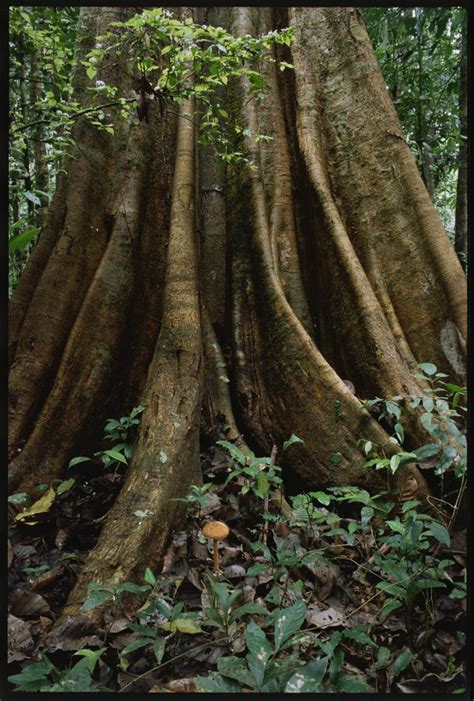 Tropical Rainforests Trees