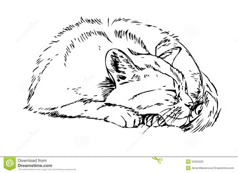 Sleeping Cat Sketch Stock Illustration Illustration Of