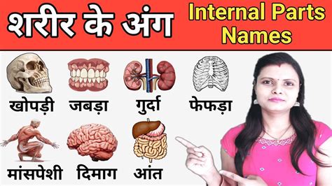 Internal Body Parts Name In Hindi And English With Pictures शरीर के अंग