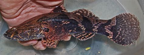 Sekadar nak makan sepinggan dua. 【專文】筍殼魚台灣新興養殖魚種？ | 民報 Taiwan People News
