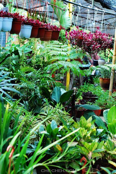 The road leading to subang airport is lined with nurseries and shops selling all sorts of garden paraphernalia. Flowers & Plants @ Selangor Green Lane, Sungai Buloh - Che ...