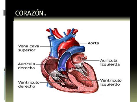 Anatomía Y Fisiología Humana Sistema Cardiovascular