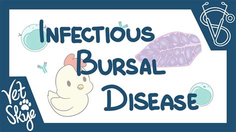 Infectious Bursal Disease Causes Pathophysiology Clinical Signs