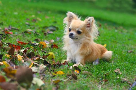 What You Need To Know About Chihuahuas Mystart