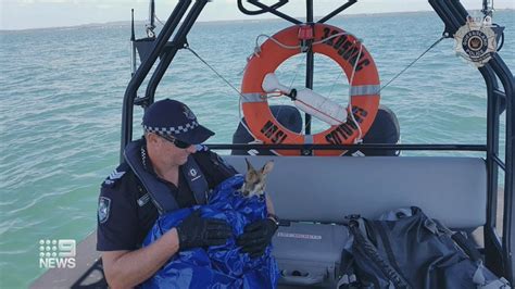 Wallaby Rescued After 6km Ocean Swim Breaking News Today
