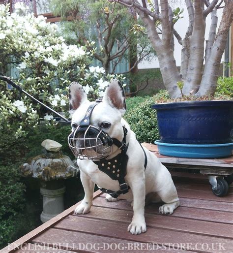 It has light weight and super ventilated design that will perfectly fit small dogs with flat snout. Wire Dog Muzzle | French Bulldog Muzzle UK - £28.90