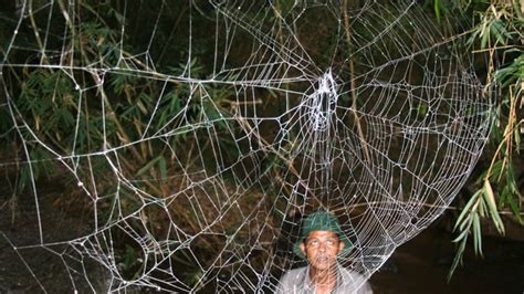 Photos Worlds Biggest Strongest Spider Webs Found