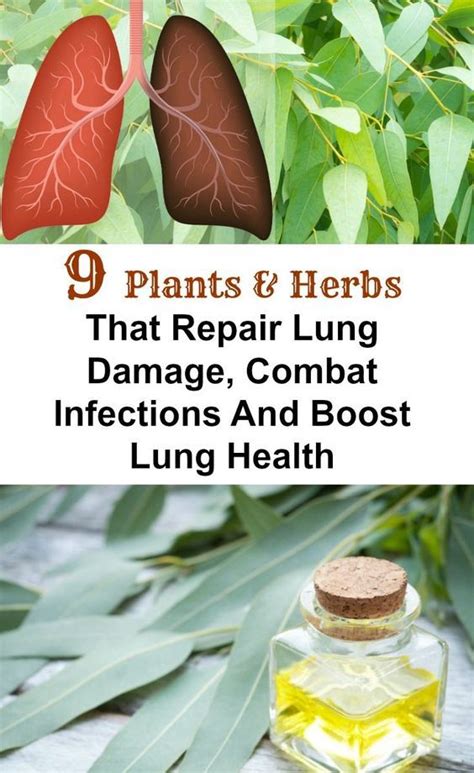 9 Plants And Herbs That Repair Lung Damage Combat Infections And Boost
