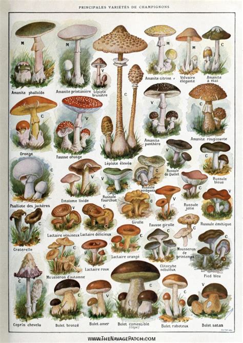 Vintage Botanical Art Prints Printable Mushrooms Illustrations