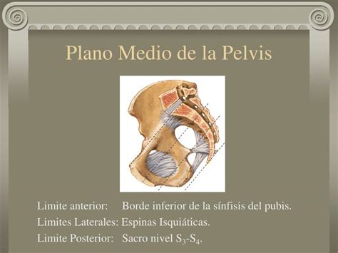Ppt Anatomia Pelvica Aplicada Ala Obstetricia Powerpoint Presentation