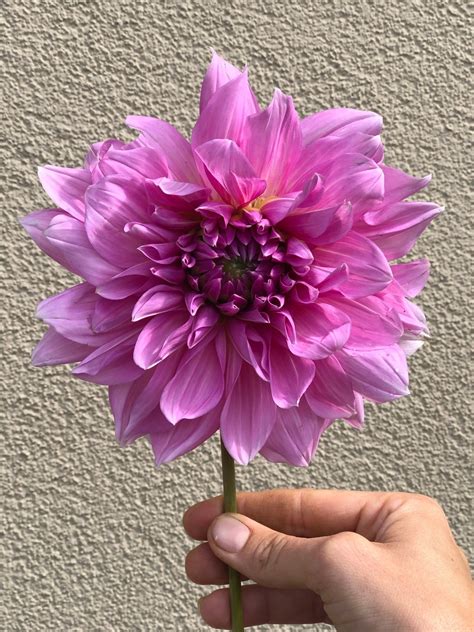 Buy Dahlia Lavender Perfection Tubersn Tuinkabouter Chrisje
