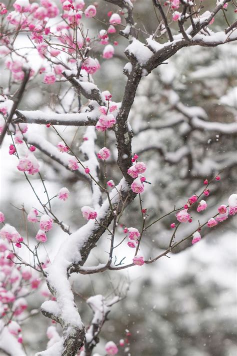 Flowers In Snow Flowers Nature Love Flowers Snowy Day Photo Tree